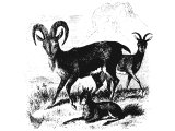 Wild Goat - the Caucasian Ibex (Caprus aegagrus), Heb. Y`eLIM